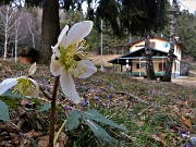 Al Pizzo Grande e al Monte Molinasco da Alino di S. Pellegrino il 16 marzo 2022-FOTOGALLERY